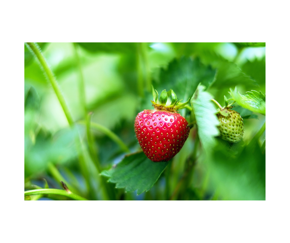 You bought the wrong smoothie blender (6)